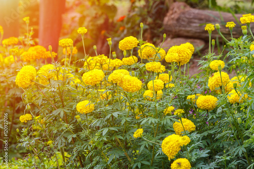 Soft focus of beautiful yellow flowers on the outdoor park © Southtownboy Studio