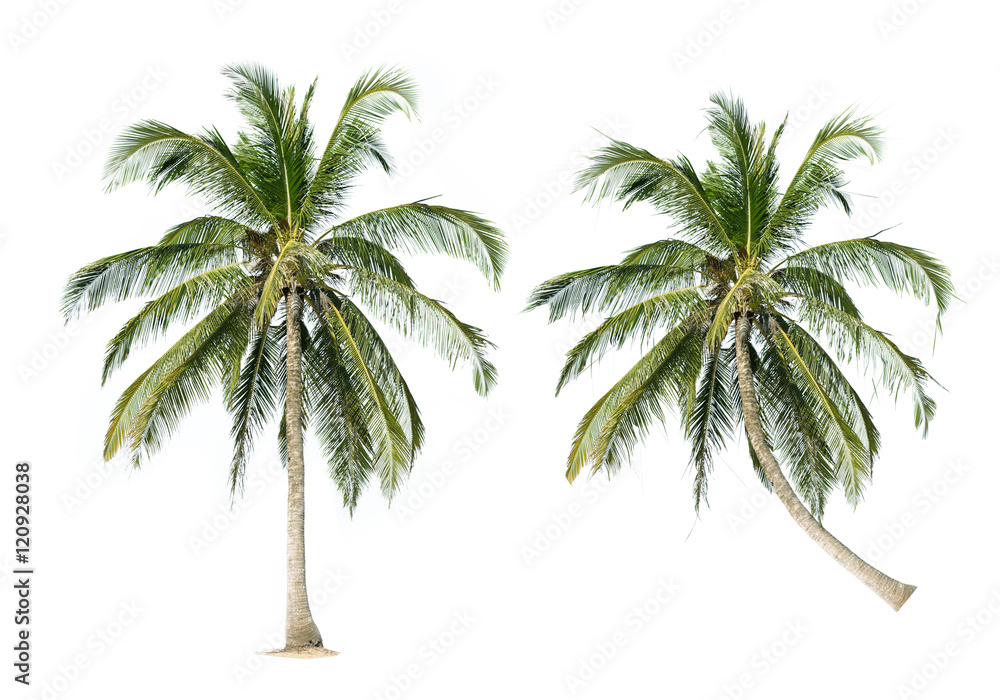 Obraz premium coconut palm trees