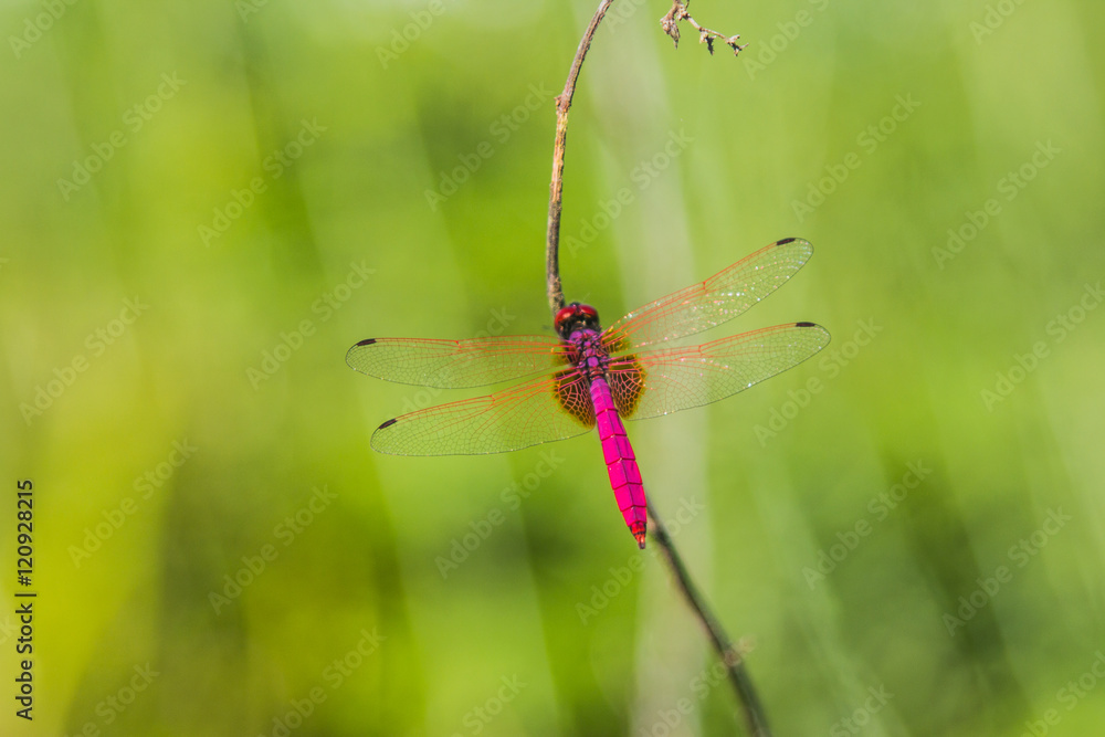 Dragonflies on the meadow Dragonflies on the meadow