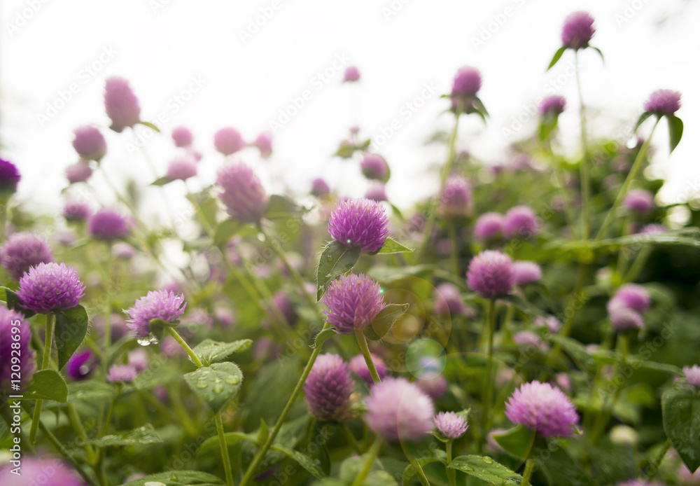 Amaranth Flower,Gomphrena globosa flower with colorful light in Amaranth Flower,Gomphrena globosa flower with colorful light in