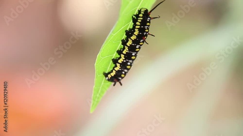 Common Tiger Caterpillar Or Danaus Genutia Caterpillar Moving On Leaves Footage