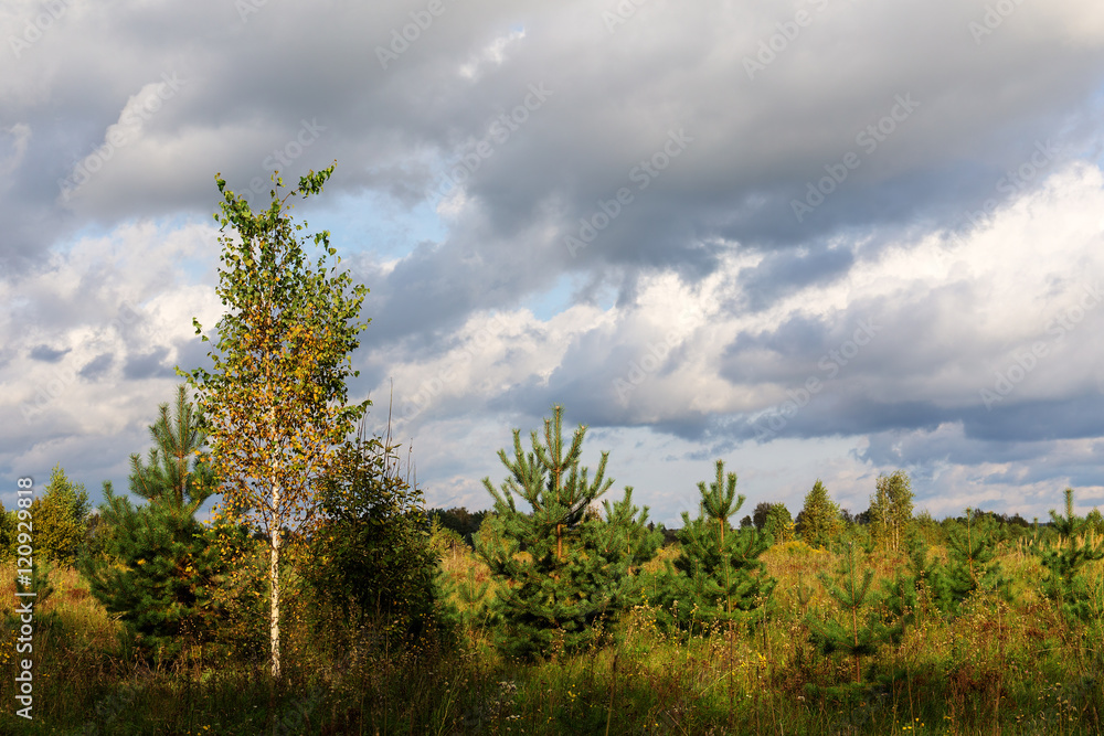 Obraz premium small trees in a meadow