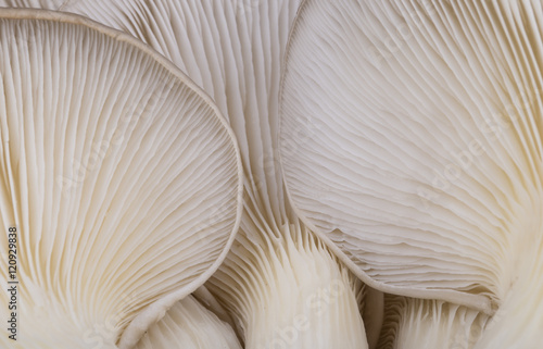 Oyster mushroom gills macro 