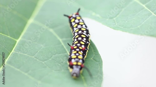 Common Tiger Caterpillar Or Danaus Genutia Caterpillar Moving On Leaves Footage