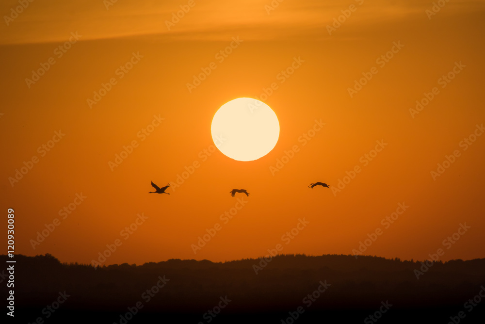 Kraniche ziehen vor Sonnenuntergang an der Sonne am orangefarbenen Himmel vorbei Kraniche ziehen vor Sonnenuntergang an der Sonne am orangefarbenen Himmel vorbei