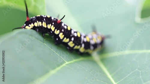 Common Tiger Caterpillar Or Danaus Genutia Caterpillar Moving On Leaves Footage