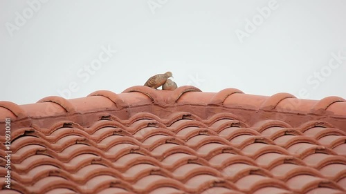 Relaxing Couple Zebra Dove On Red Roof Footage