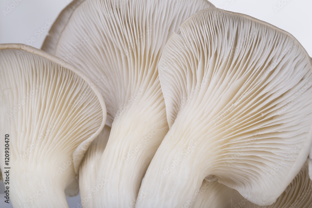 Oyster mushroom gills macro Oyster mushroom gills macro