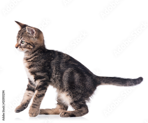 Wallpaper Mural Cute little kitten Torontodigital.ca