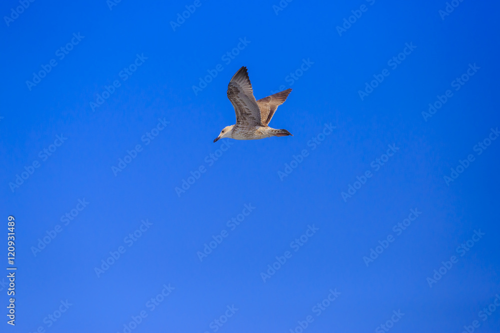 Fototapeta premium Seagull