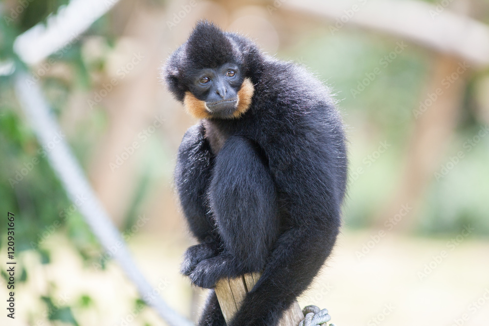 Naklejka premium Gibbon à favoris roux, nomascus gabriellae