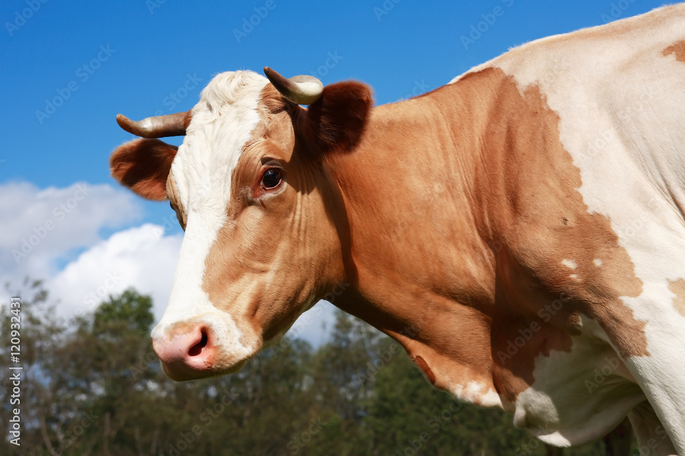 Cow On Pasture