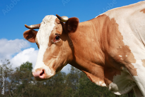 Cow On Pasture © cosma