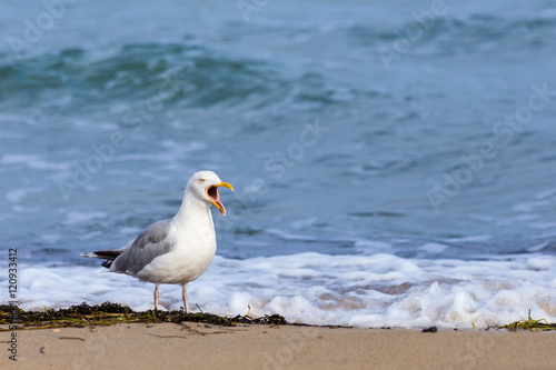 Screaming Seagull on the beach in Warnemuende near Rostock  Baltic Sea  Germany 