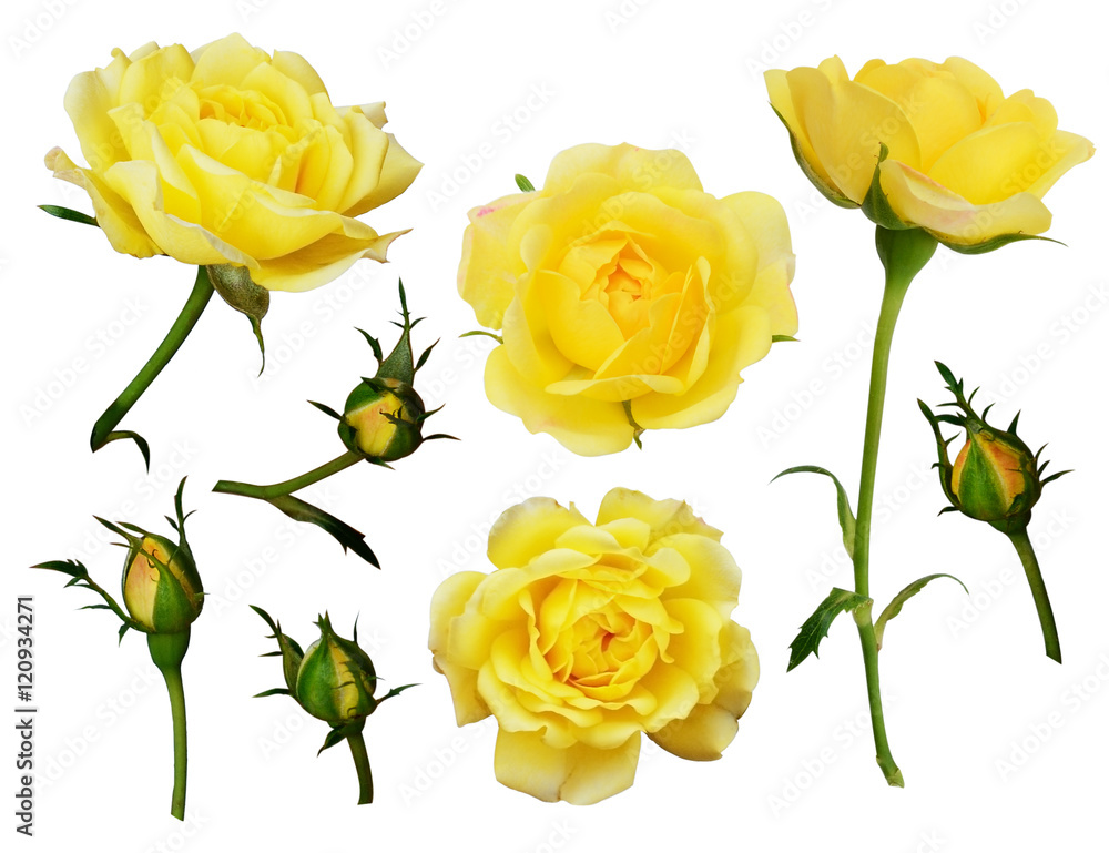 Fototapeta premium Set of yellow rose flowers and buds