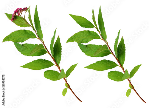 Set of spiraea bumalda twigs with flowers and leaves photo