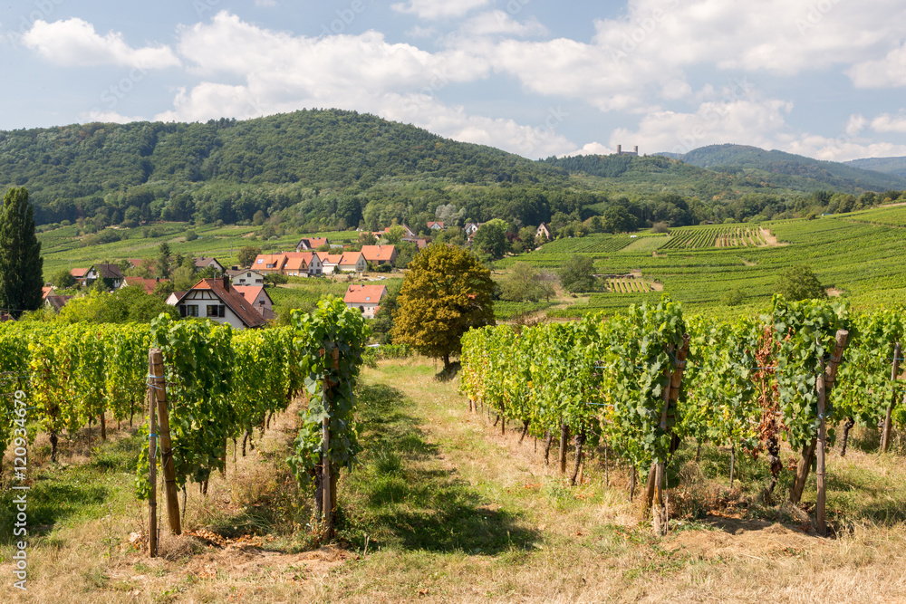 Fototapeta premium Vignoble alsacien et village