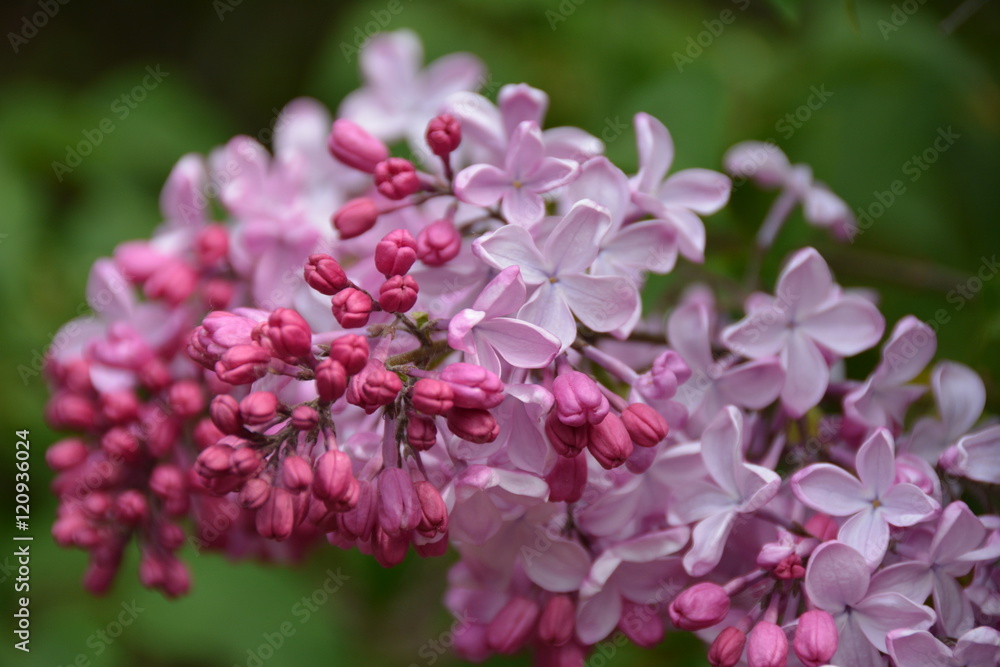Beautiful blooming lilac flowers in the garden in spring Beautiful blooming lilac flowers in the garden in spring