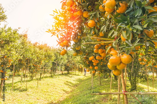 Orange orchard in morning.