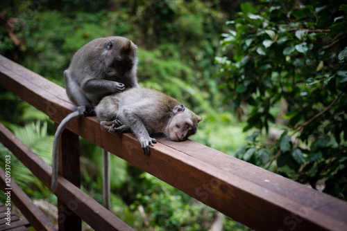 Grooming Monkeys on a fence © probett
