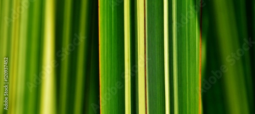 Close up of green and yellow grass blades