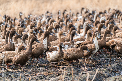 group of duck   © praphab144