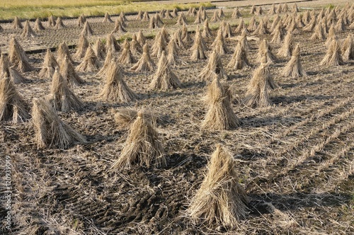 稲藁の乾燥