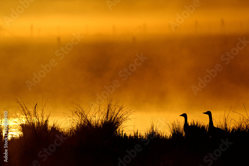 Graugänse auf einem Tümpel bei Sonnenaufgang
