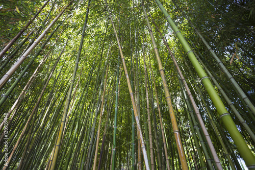The dense bamboo grove in Sochi arboretum