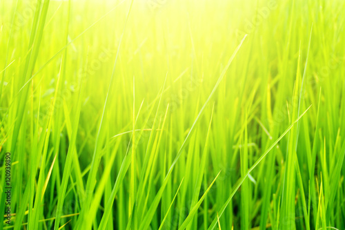 paddy rice field rice leaf selective focus