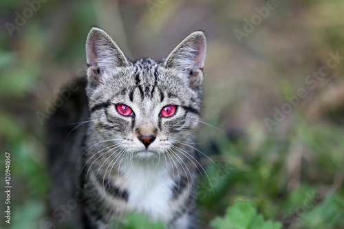 Evil eye kitten © bluejeansw