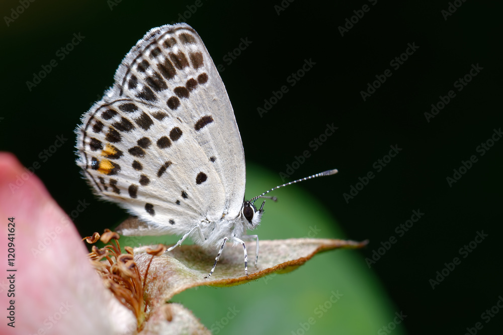 Obraz premium butterfly