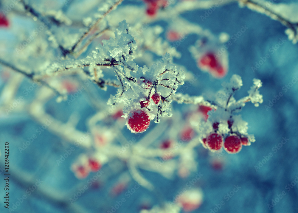 Red berries of viburnum with hoarfrost Red berries of viburnum with hoarfrost