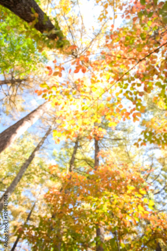 Abstract background of autumn tree forest   shallow depth of focus..