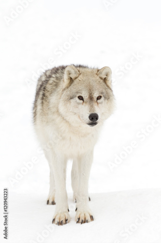 A lone Arctic wolf (Canis lupus arctos) isolated on white background closeup in the winter snow in Canada © Jim Cumming