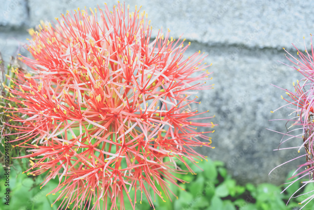 Powder puff lily Powder puff lily