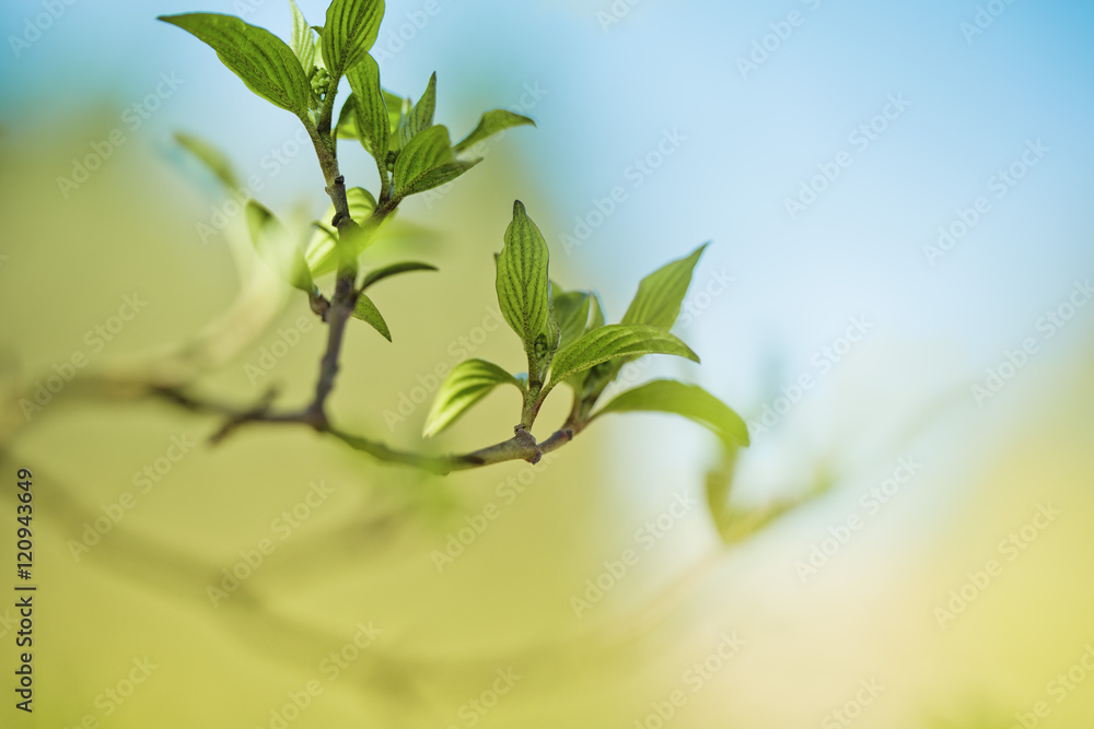 Tree Twig with Leaf buds in Spring Tree Twig with Leaf buds in Spring