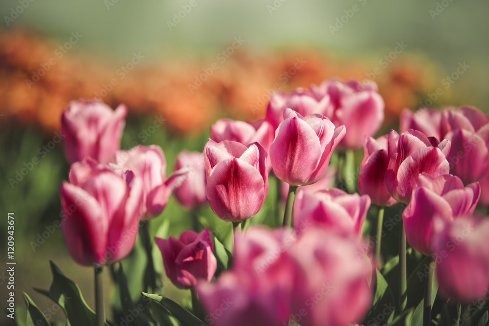 Tulip Flower Bed in Spring