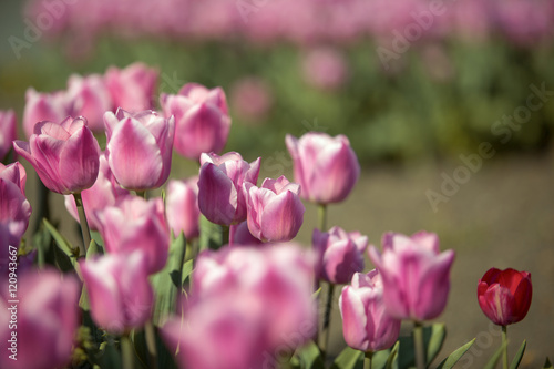 Tulip Flower Bed in Spring