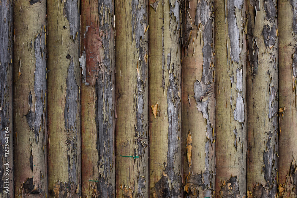 Fototapeta premium surface of old wall made from logs, background.