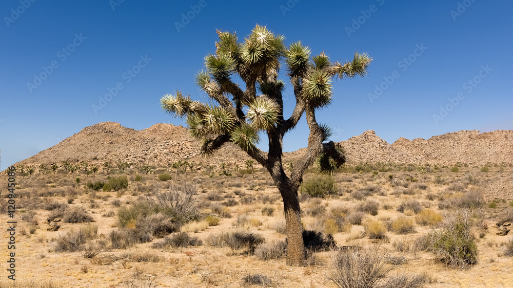 Joshua tree in the Mohave Desert at Joshua Tree National Park, California