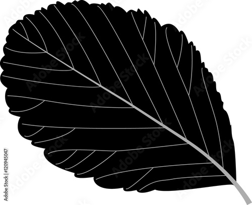rowan leaf