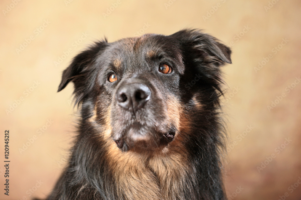 Fototapeta premium Australian Shepherd im Studio
