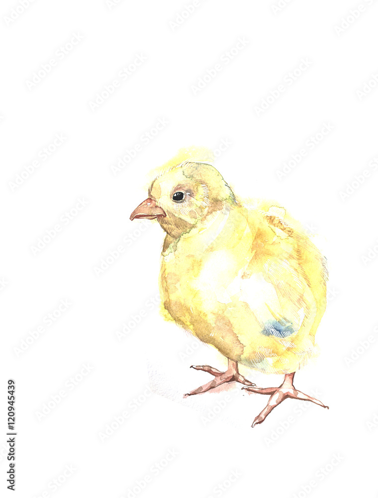 Hand drawn illustration watercolor rooster Hand drawn illustration watercolor rooster