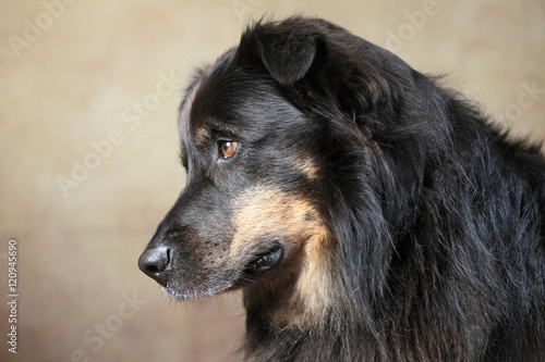 Australian Shepherd im Studio