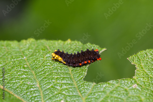 Trypanophora hyalina moth caterpillar © teptong