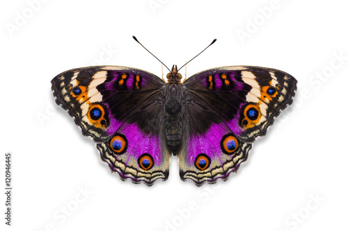 Purple color Blue pansy butterfly