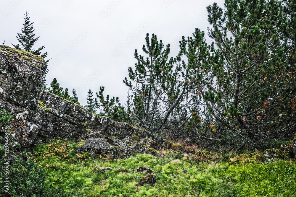Fototapeta premium Landscape in Iceland, сoniferous trees, rocks and green moss