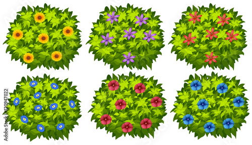 Green bush with colorful flowers