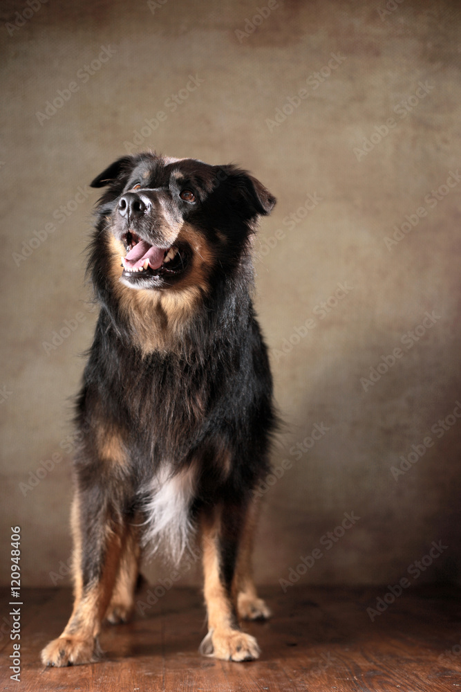 stehender Australian Shepherd im Studio stehender Australian Shepherd im Studio